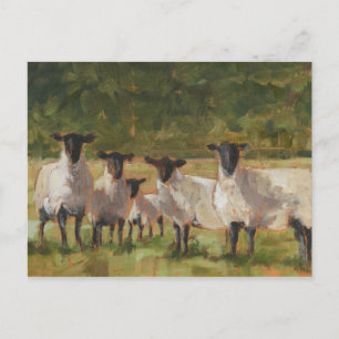 Sheep Family Postcard