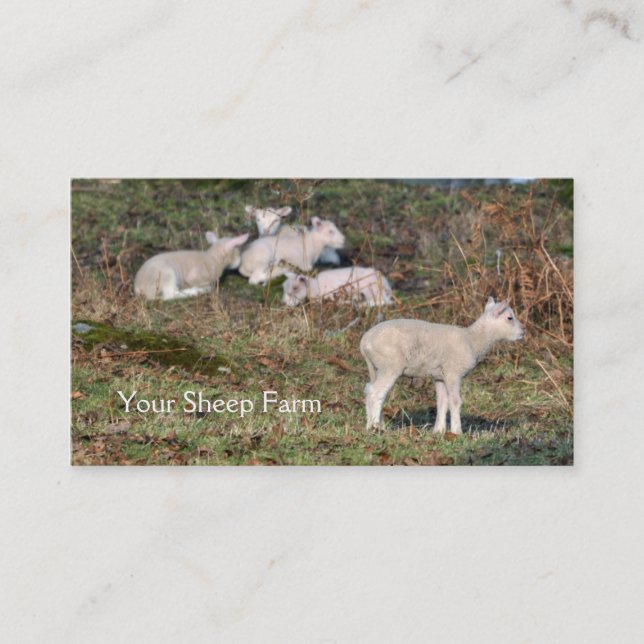 Sheep farm business card (Front)