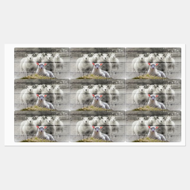 Sheep Flock Baby Lamb (Sheet)