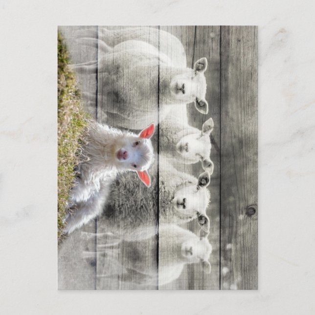 Sheep Flock Baby Lamb Postcard (Front)
