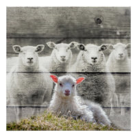 Sheep Flock Baby Lamb