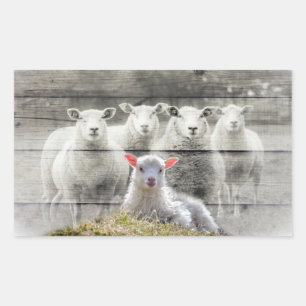 Sheep Flock Baby Lamb Rectangular Sticker