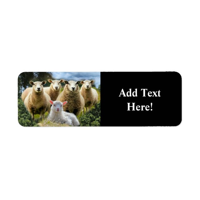Sheep Flock Sheep Herd Baby Lamb (Front)