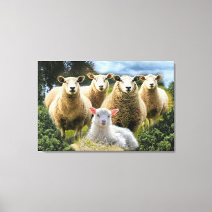 Sheep Flock Sheep Herd Baby Lamb Canvas Print
