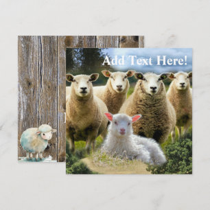 Sheep Flock Sheep Herd Baby Lamb Card