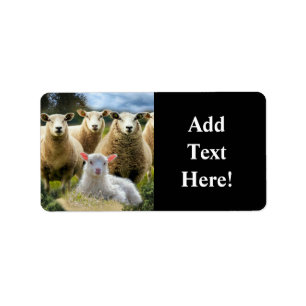 Sheep Flock Sheep Herd Baby Lamb Label