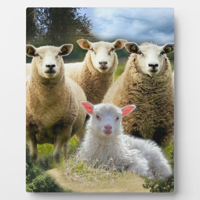 Sheep Flock Sheep Herd Baby Lamb Plaque (Front)