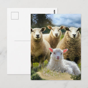 Sheep Flock Sheep Herd Baby Lamb Postcard