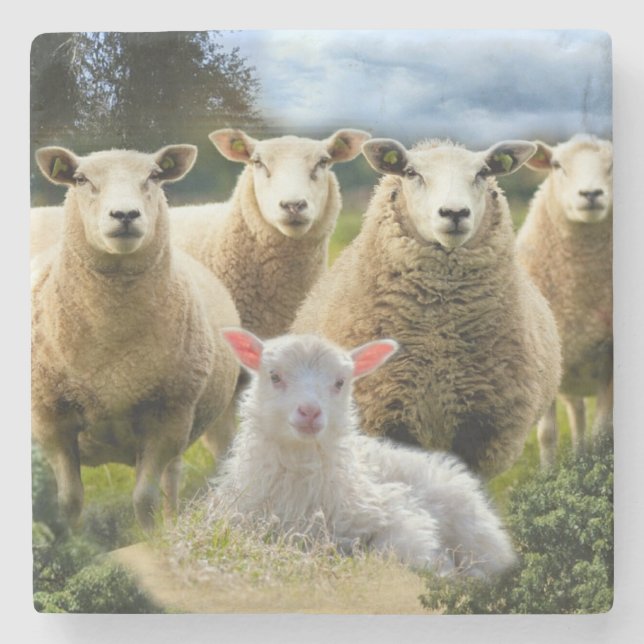 Sheep Flock Sheep Herd Baby Lamb Sheep Farm Stone Coaster (Front)