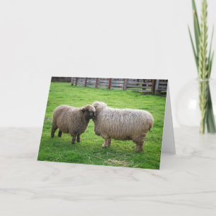 Sheep friends card