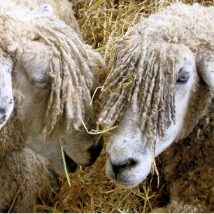 SHEEP GOLF BALLS
