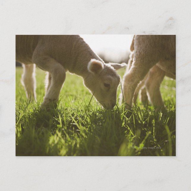 Sheep Grazing in Grass Postcard (Front)