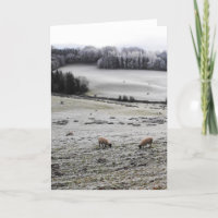 Sheep grazing on a frosty morning