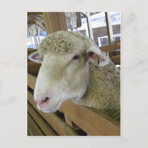 Sheep Head Postcard