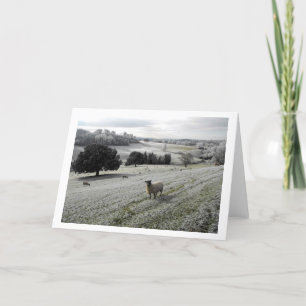 Sheep in a frosty valley holiday card