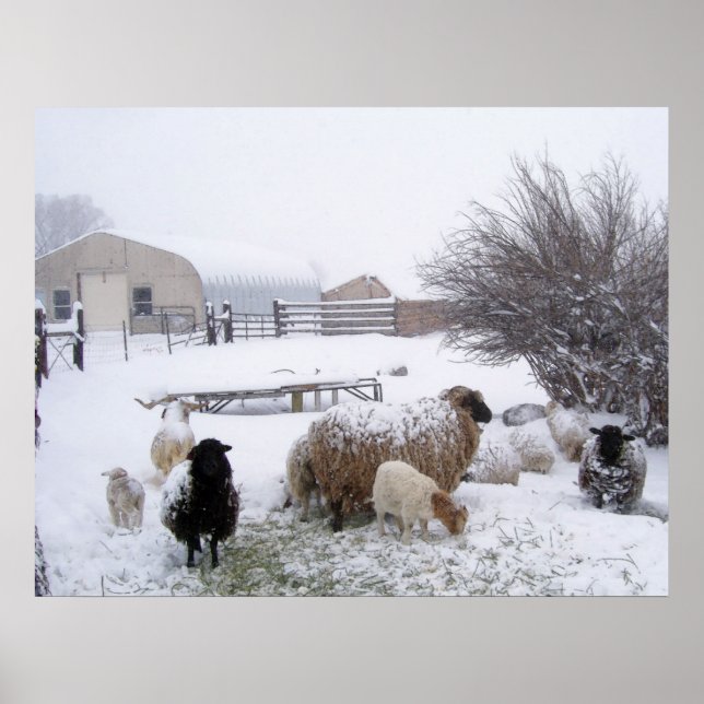 Sheep In April Snow Poster (Front)