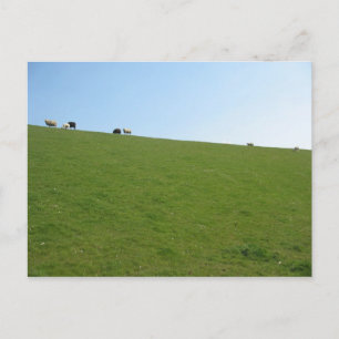 Sheep in Holland Photo Card