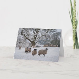 Sheep in Snow Holiday Card
