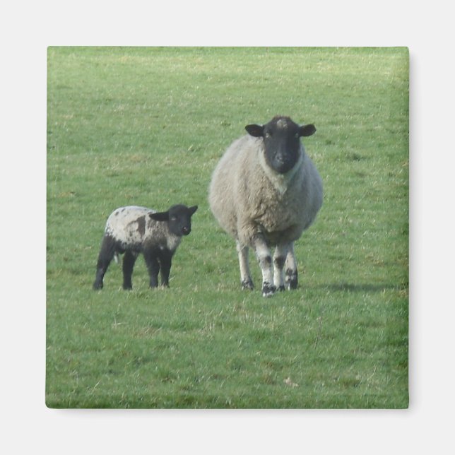 Sheep in the field magnet (Front)