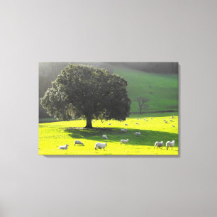 Sheep in the morning sun canvas print