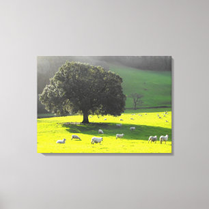 Sheep in the morning sun canvas print