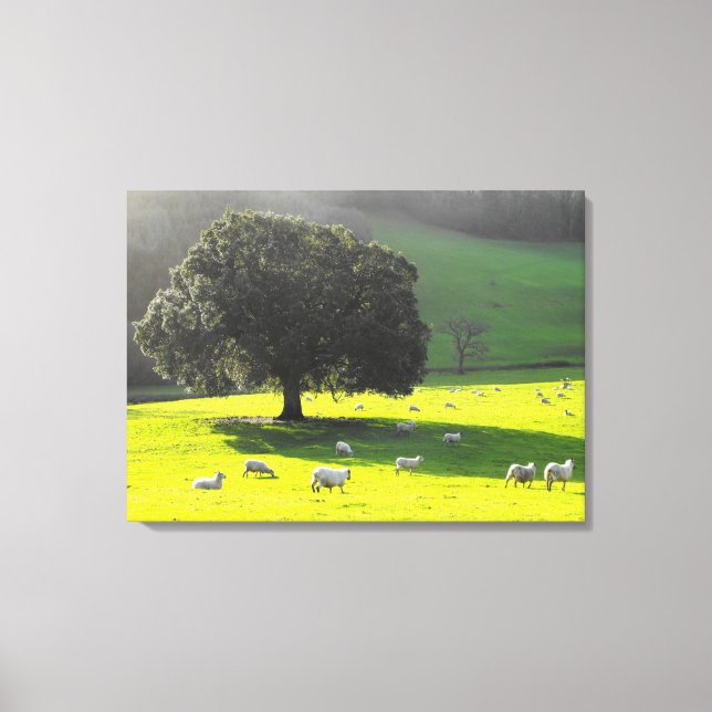 Sheep in the morning sun canvas print (Front)