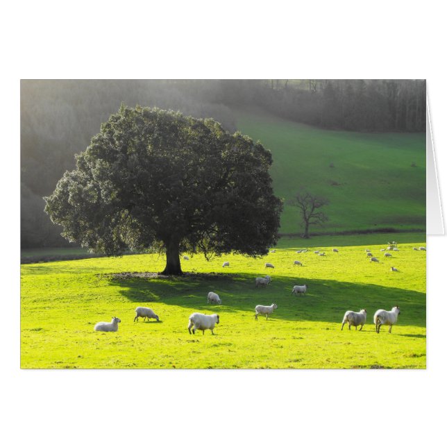 Sheep in the morning sun card (Front Horizontal)