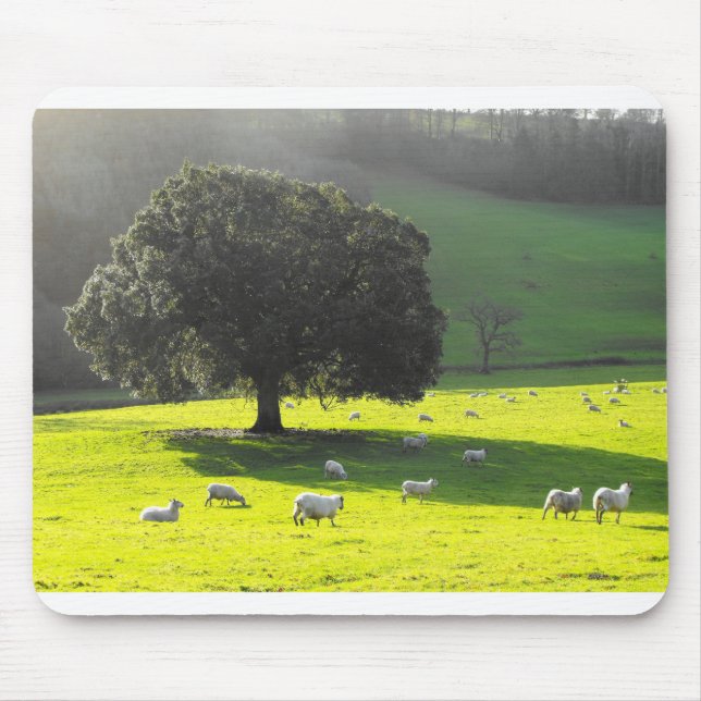 Sheep in the morning sun mouse pad (Front)