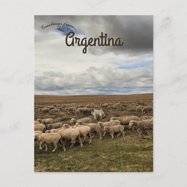 Sheep in  Tierra del Fuego Argentina Postcard (Front)