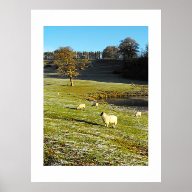 Sheep in winter poster (Front)