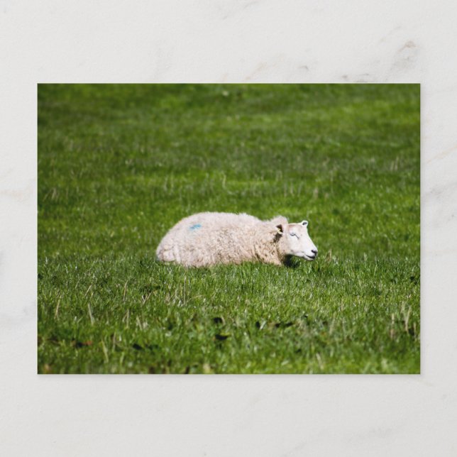 Sheep in Yorkshire Dales Postcard (Front)