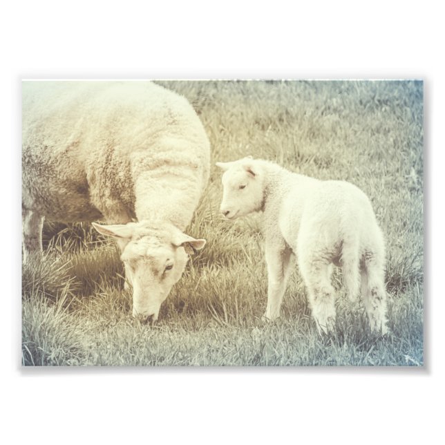Sheep Lamb Baby Animals Nursery Fine Art Photo Print (Front)