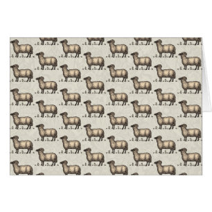 Sheep Lamb Farm Animal Vintage