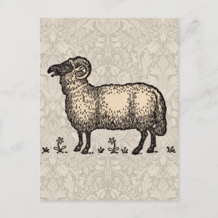 Sheep Lamb Farm Animal Vintage Postcard