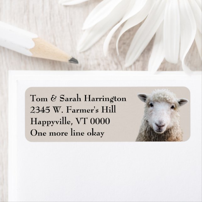 Sheep Lamb Farm Animals (Insitu)