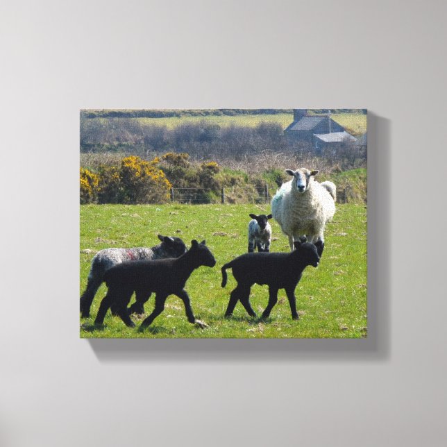 Sheep Lambs Bodmin Moor Cornwall England Canvas Print (Front)
