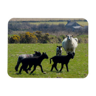 Sheep Lambs Bodmin Moor Cornwall England Magnet