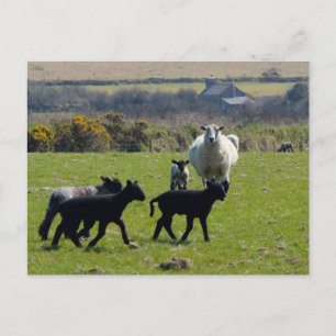 Sheep Lambs Bodmin Moor Cornwall England Postcard