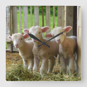 Sheep Lambs  Square Clock