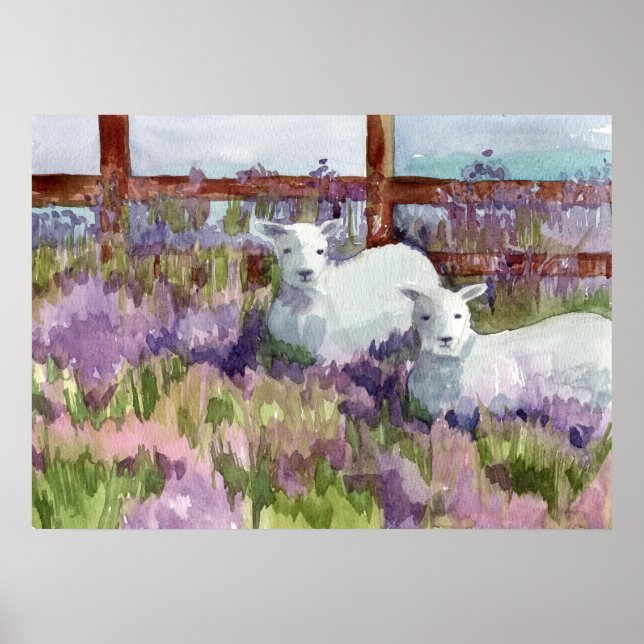 Sheep Lavender Fields Farm Animal Lambs Poster (Front)
