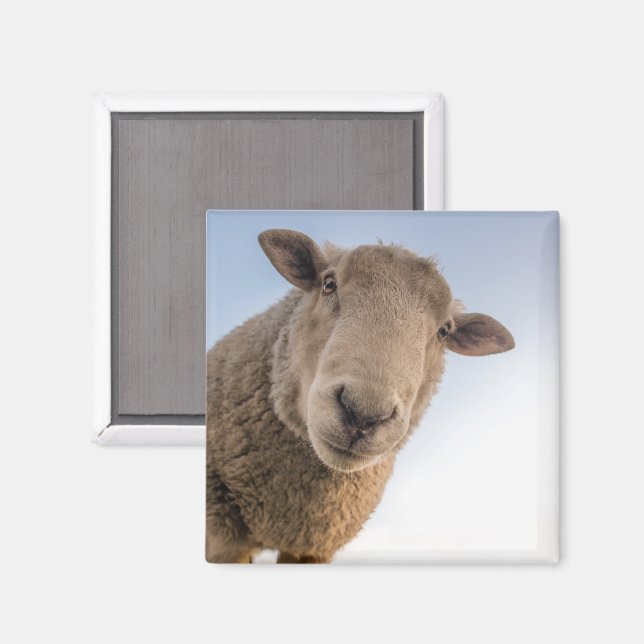 Sheep Looking Down Closeup Magnet (Front/Back)