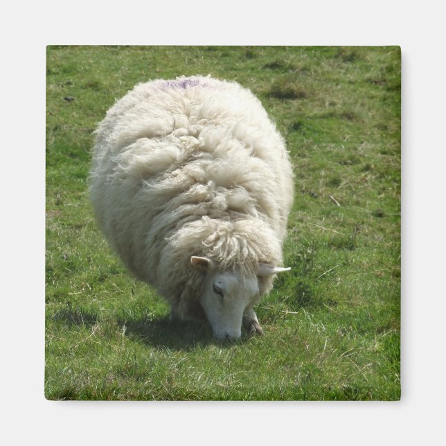 Sheep Magnet (Front)