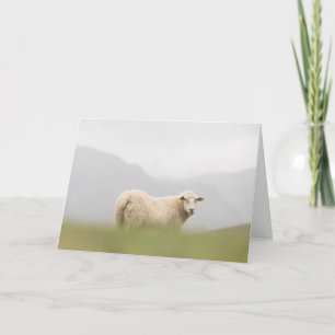 Sheep Nature Photo Card