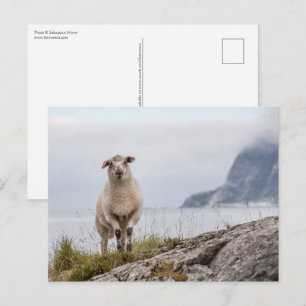 Sheep Nature Photo Postcard