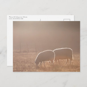 Sheep Nature Photo Postcard