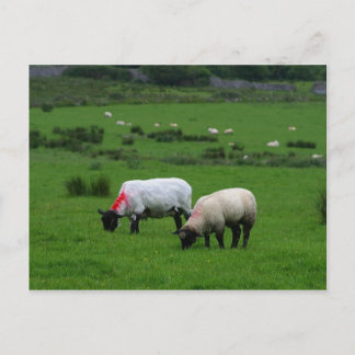 Sheep Near Deerpark Ireland Postcard