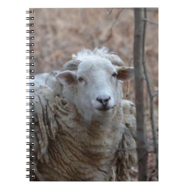 Sheep Notebook (Front)