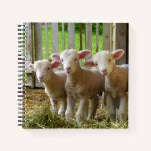 Sheep Notebook