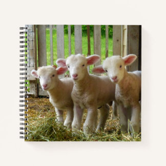 Sheep Notebook