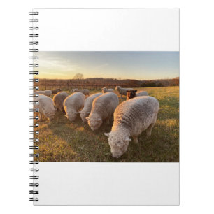 Sheep Notebook